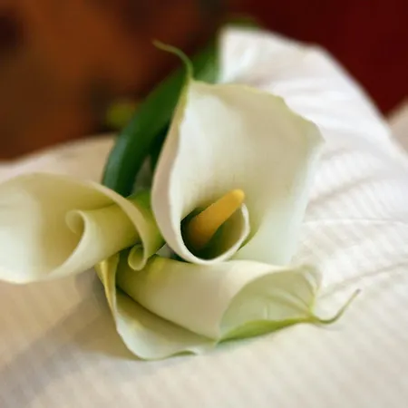 Wellness Zlata Lipa 4* 데친